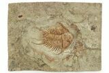 Ordovician Foulonia Trilobite - Fezouata Formation #233330-1
